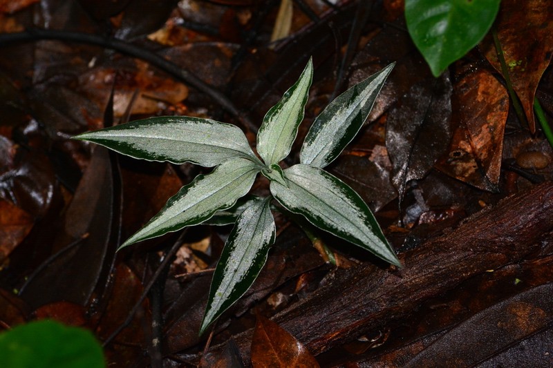 Microchilus argenteus photo 5