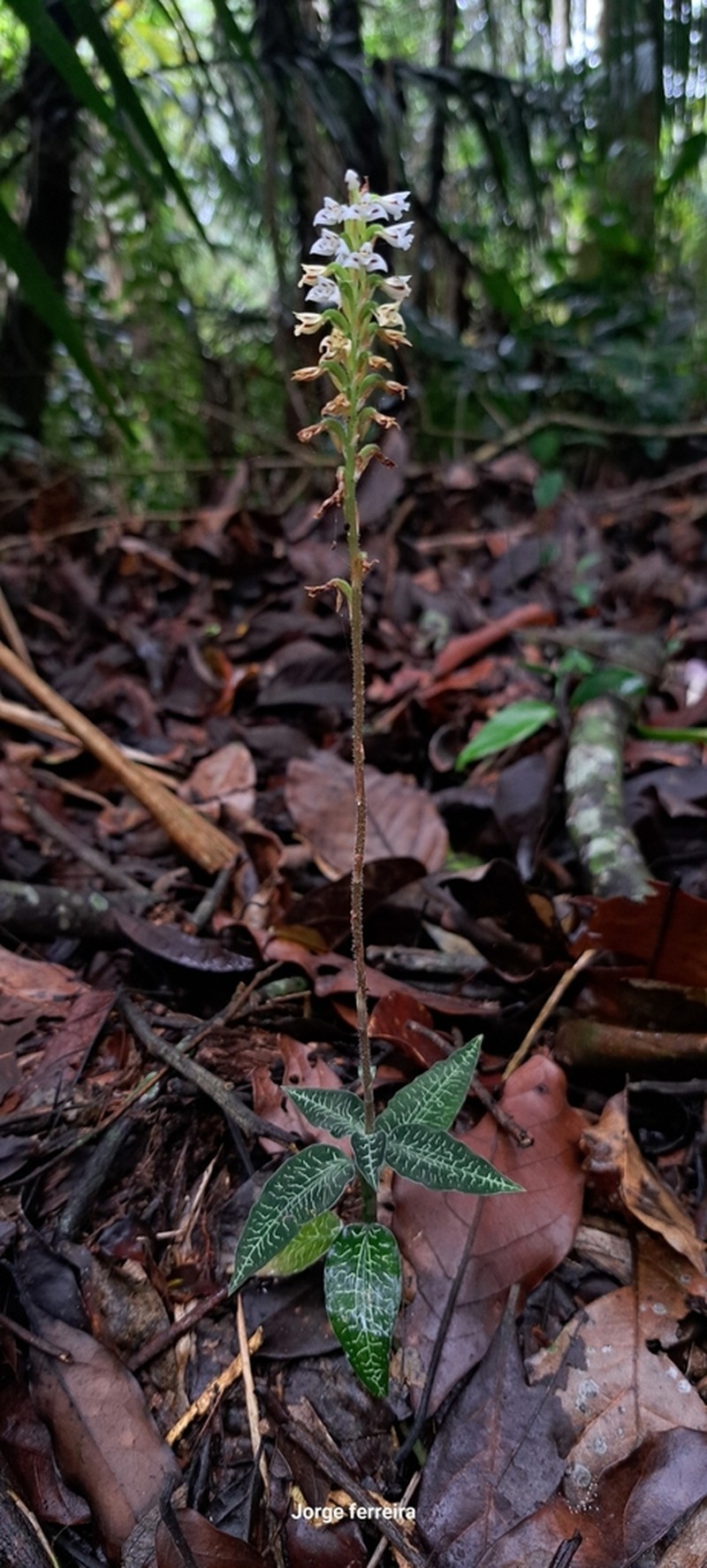Microchilus argenteus photo 6
