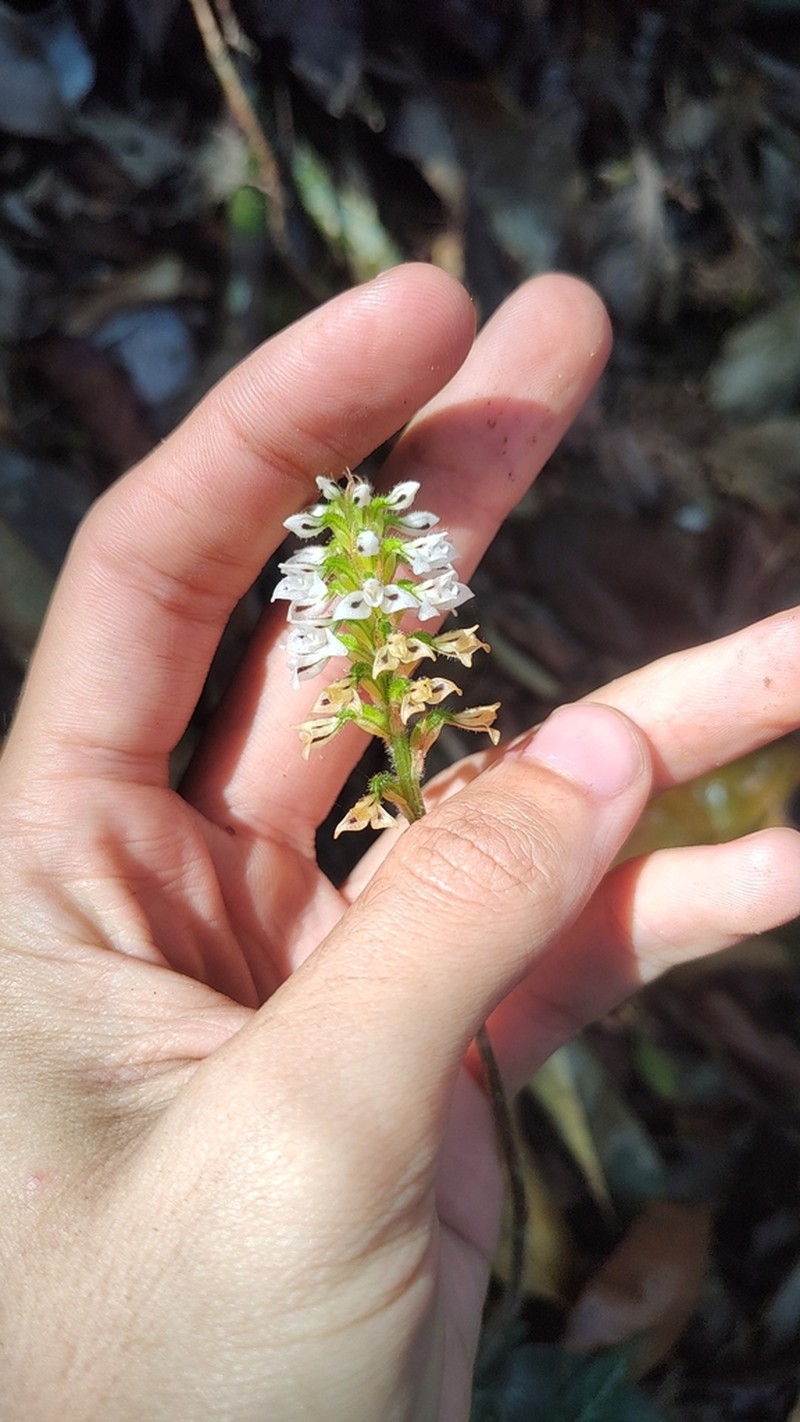 Microchilus argenteus photo 7