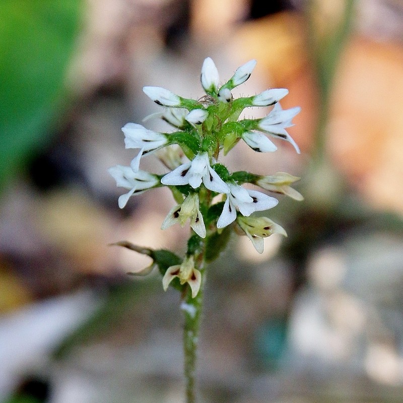 Microchilus argenteus photo 8
