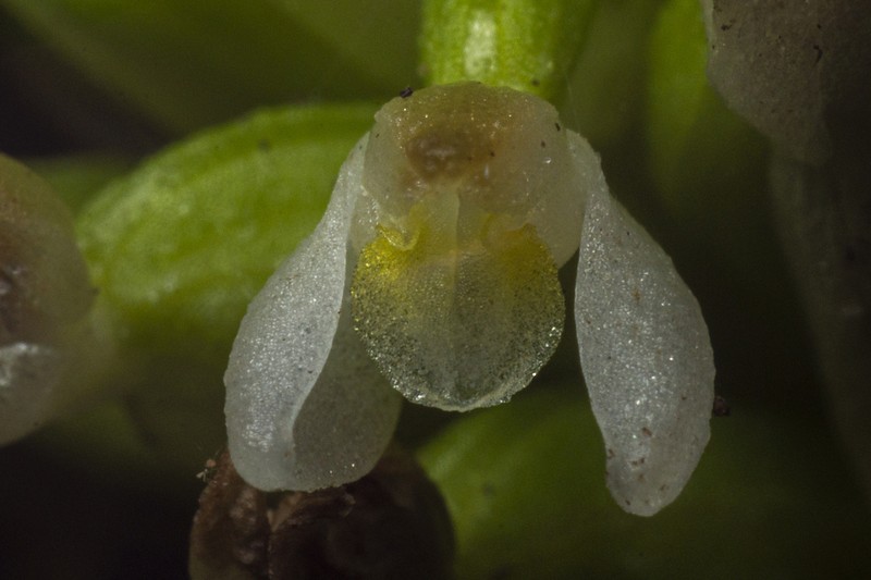 Microchilus bidentiferus