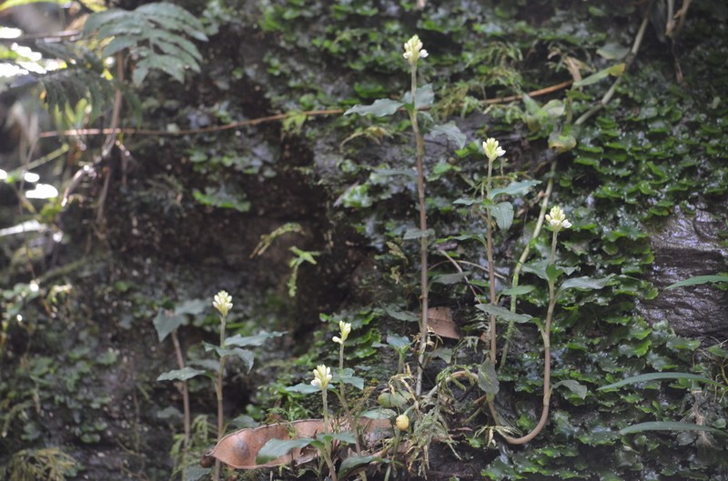 Microchilus bidentiferus photo 2