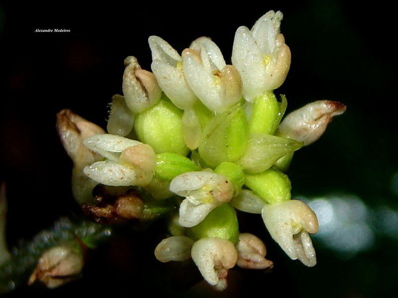 Microchilus bidentiferus photo 3