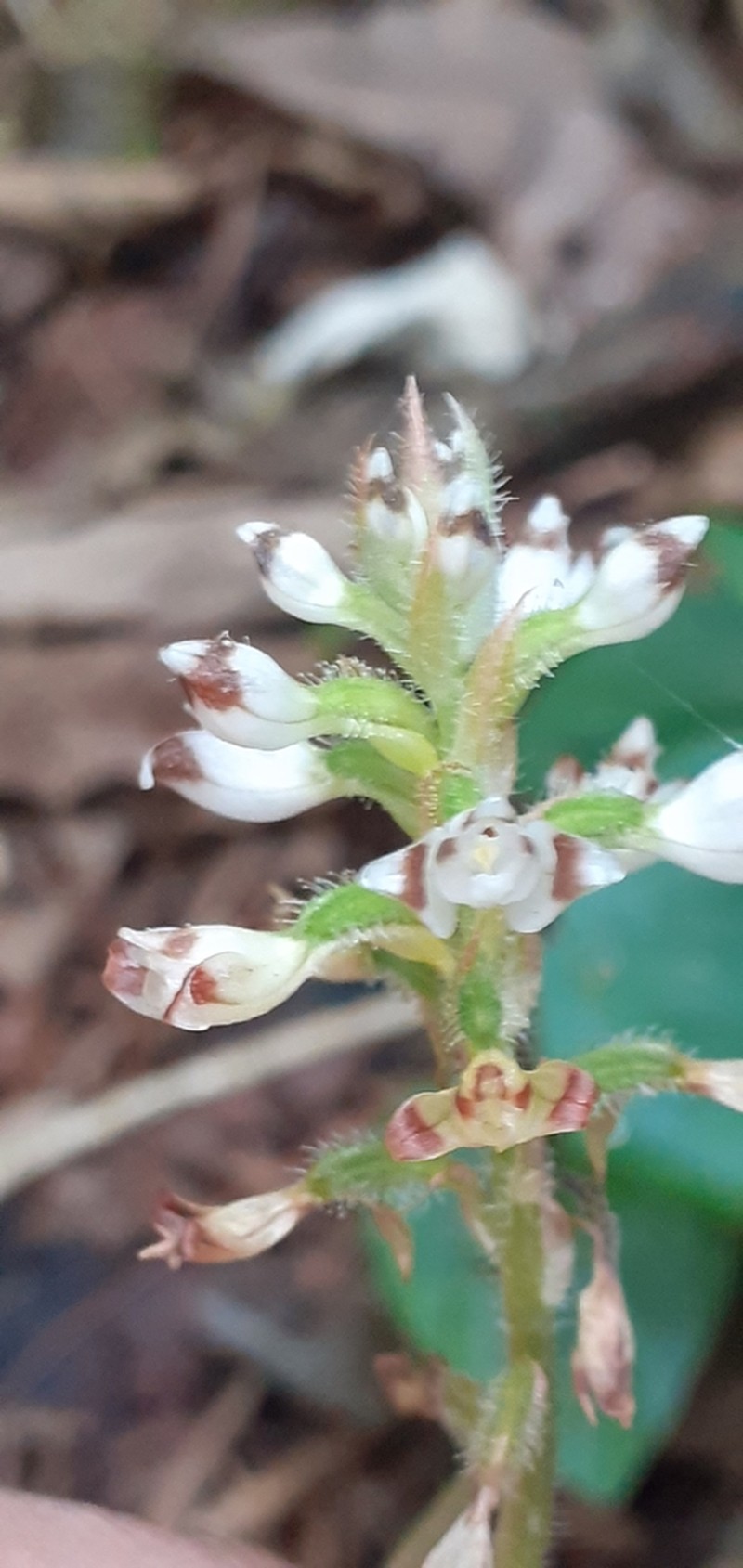 Microchilus bidentiferus photo 4