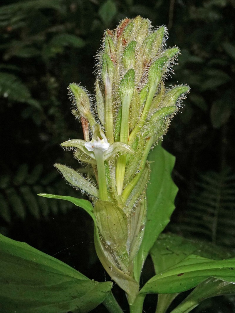 Microchilus boliviensis