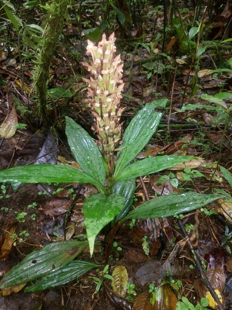 Microchilus boliviensis photo 2