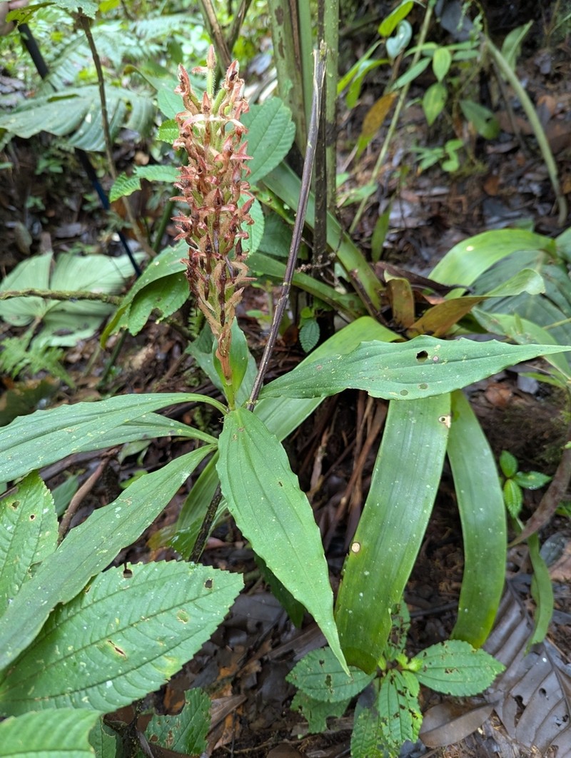 Microchilus boliviensis photo 3