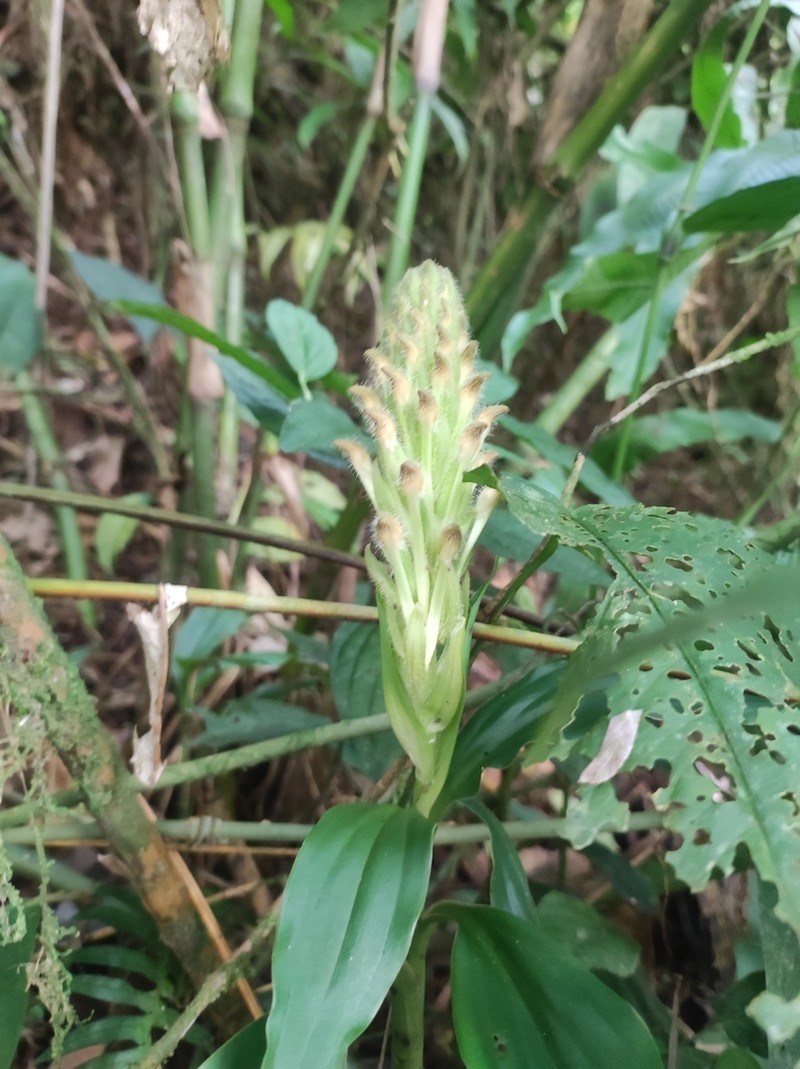 Microchilus boliviensis photo 4