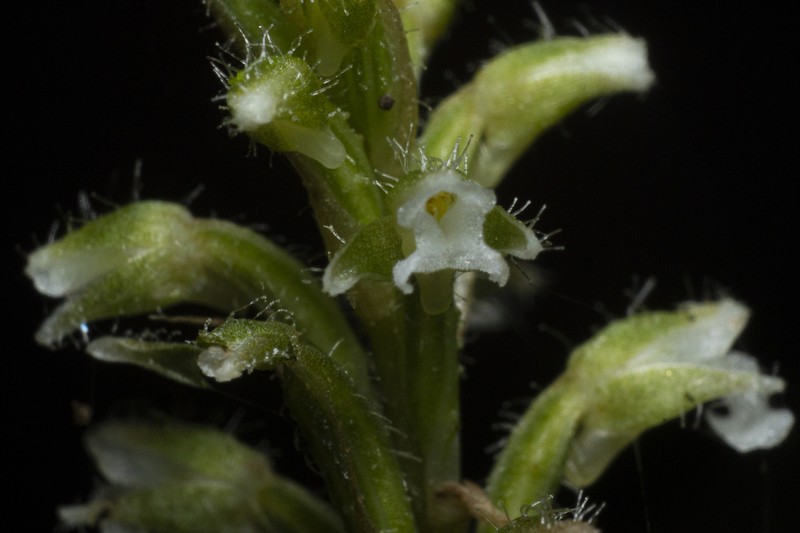 Microchilus caraguatatubensis