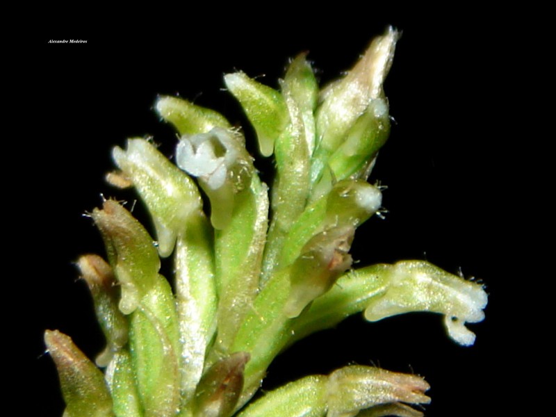 Microchilus caraguatatubensis photo 2