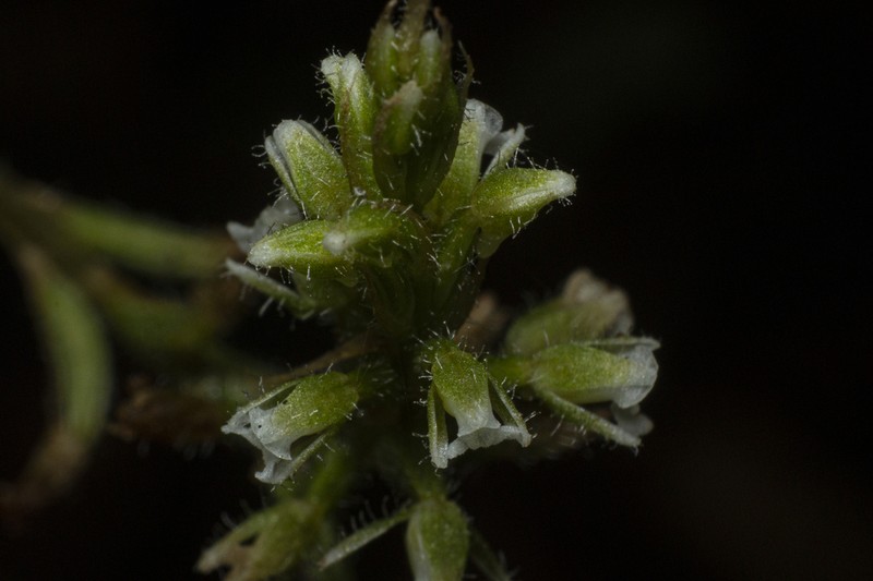Microchilus caraguatatubensis photo 3