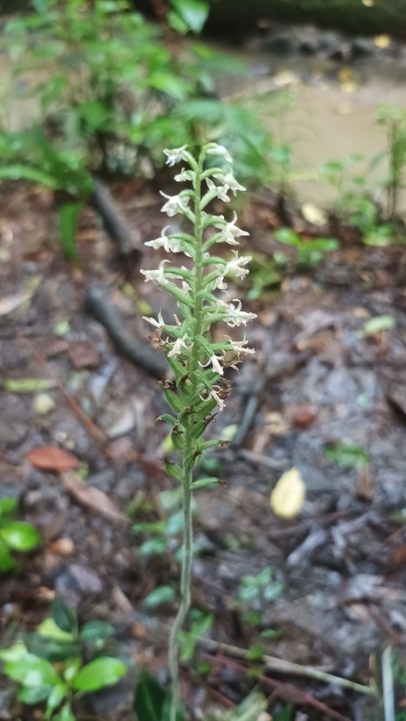 Microchilus casillasii