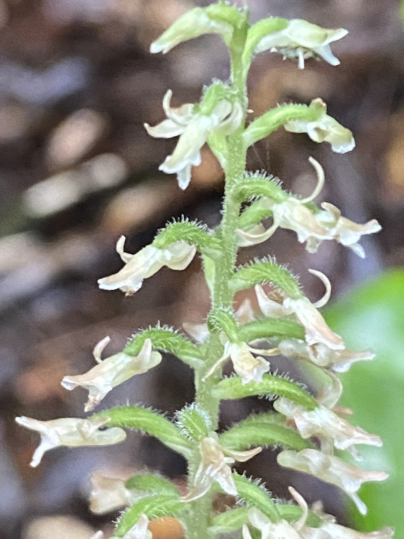 Microchilus casillasii photo 2