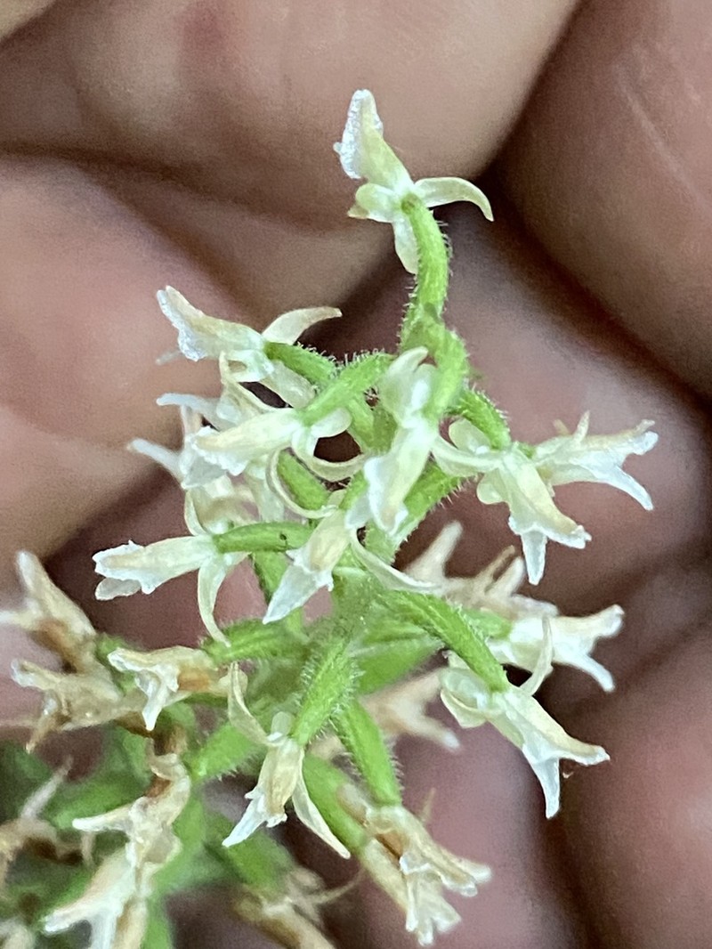 Microchilus casillasii photo 3