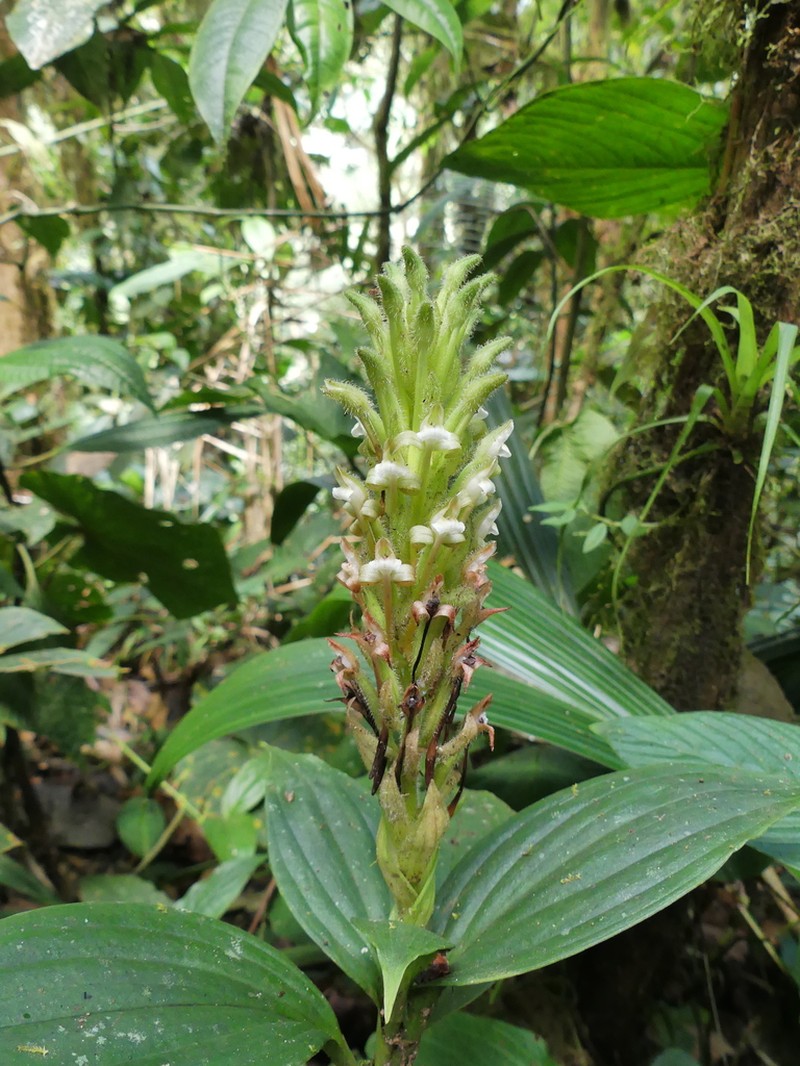 Microchilus claviger photo 2