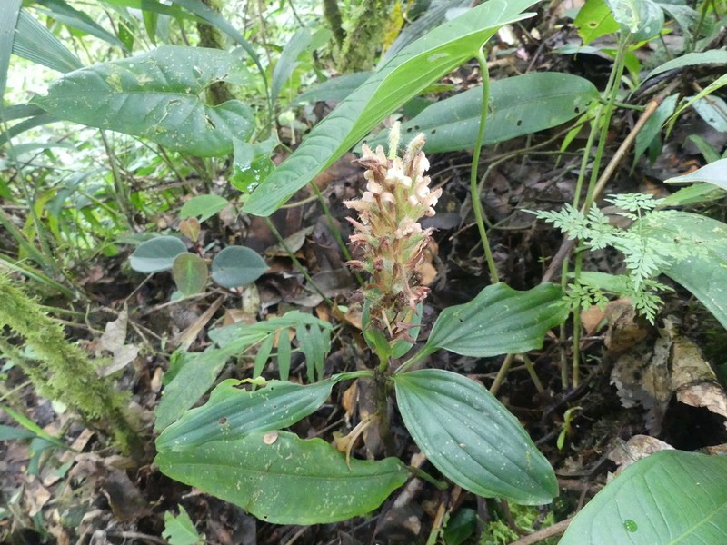 Microchilus claviger photo 3