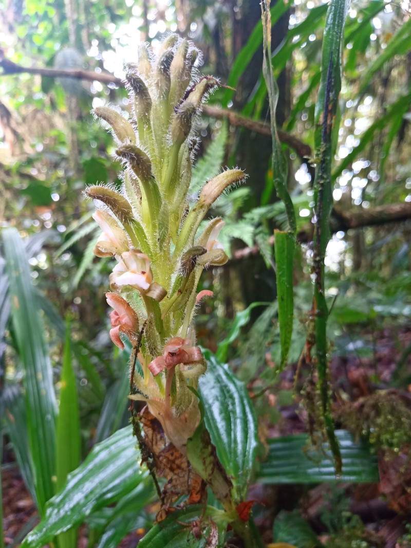 Microchilus claviger photo 4