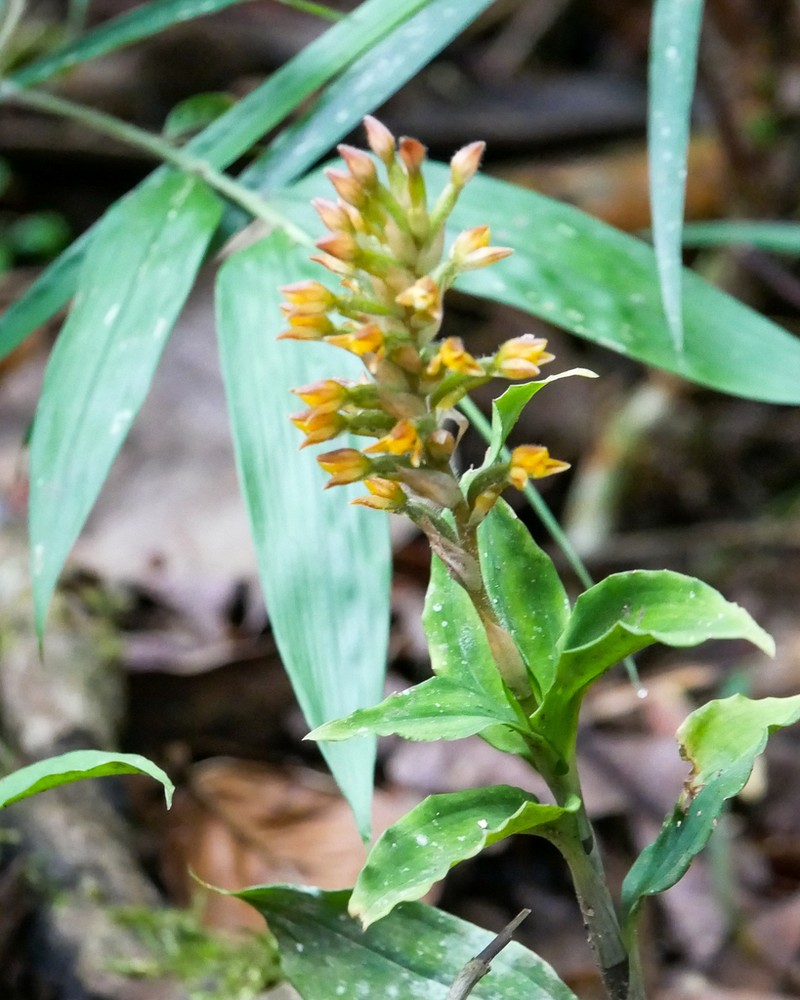 Microchilus commelinoides