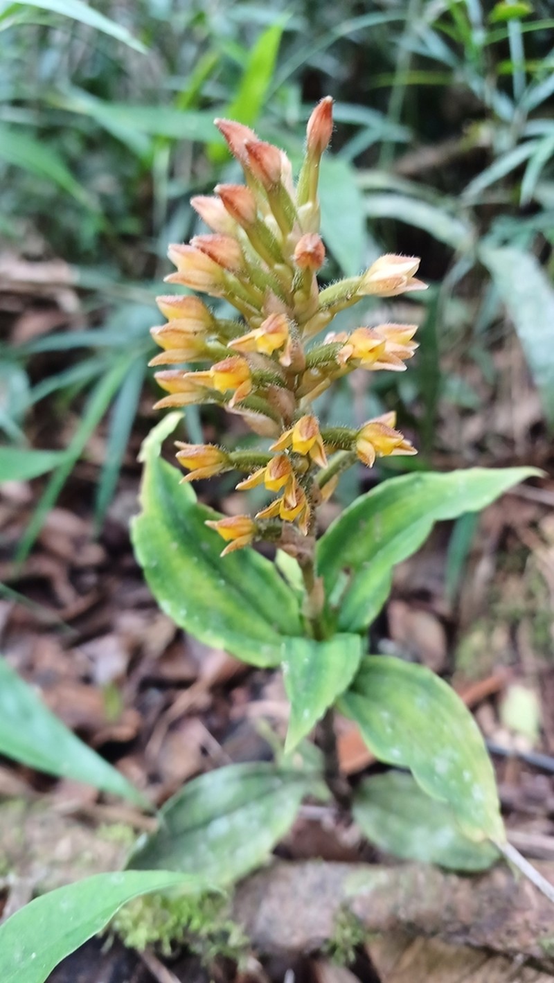Microchilus commelinoides photo 2