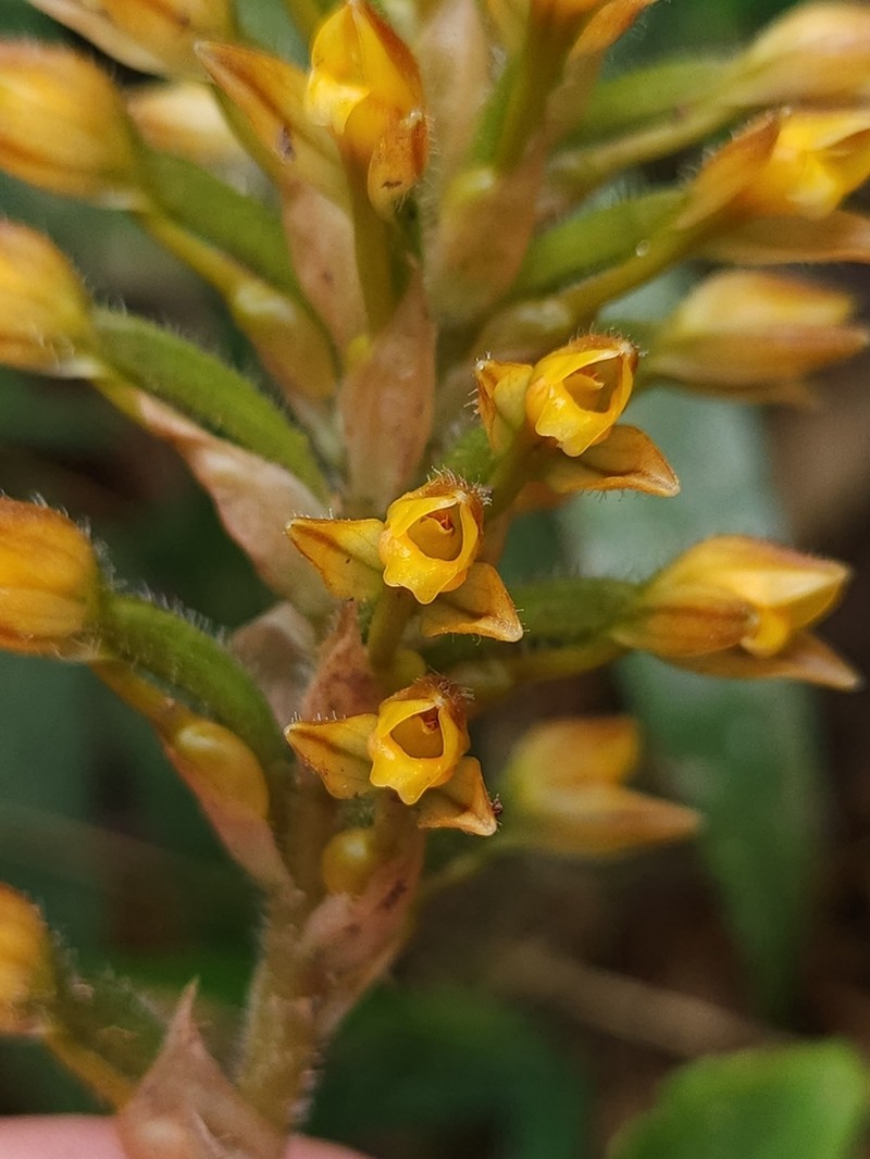 Microchilus commelinoides photo 3
