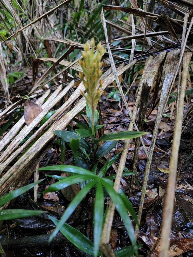 Microchilus commelinoides photo 4