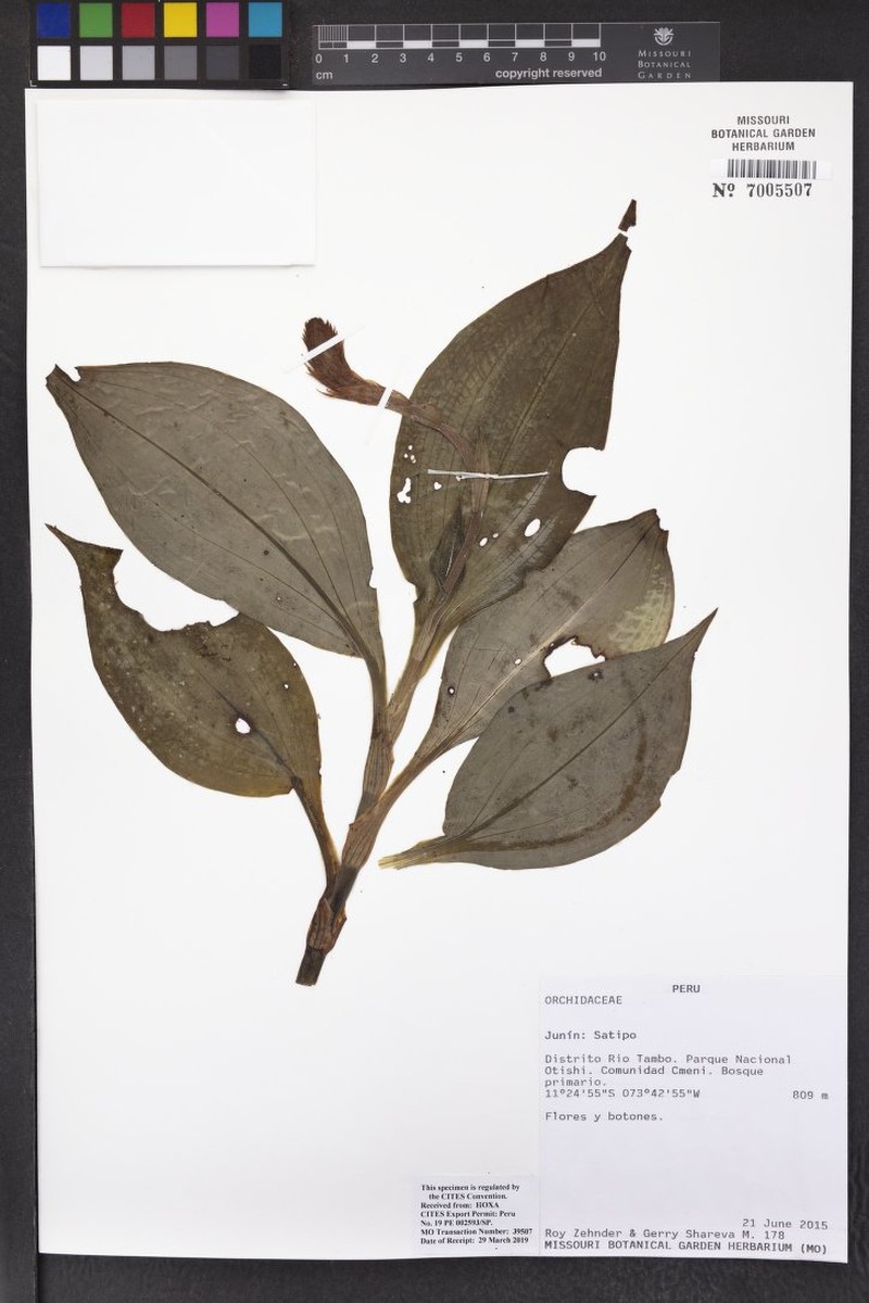 Microchilus confusus