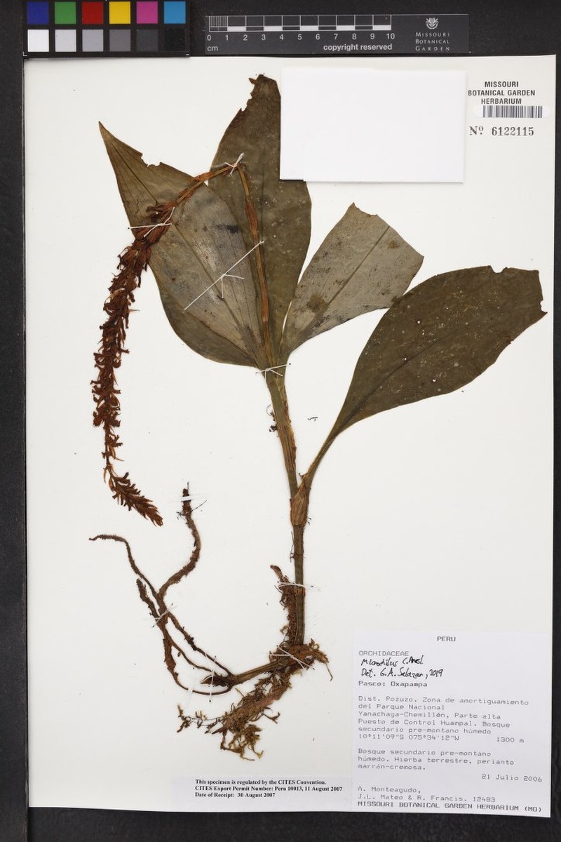 Microchilus confusus photo 2
