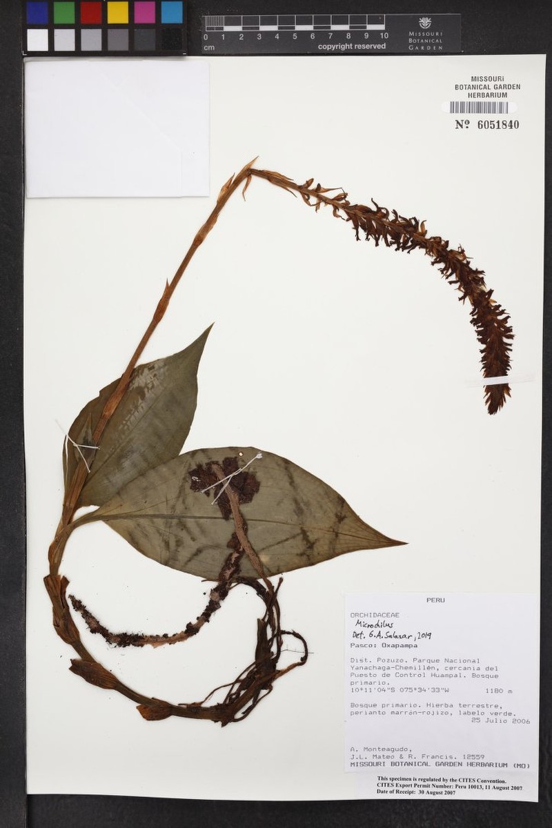 Microchilus confusus photo 3