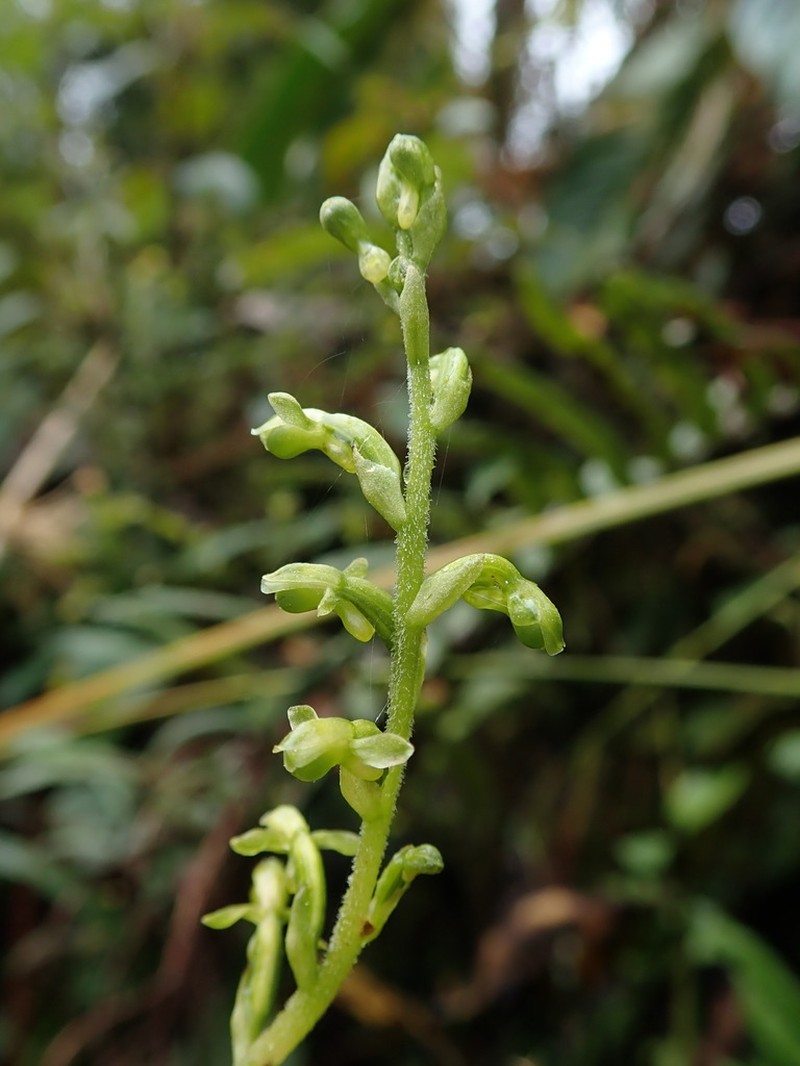 Microchilus crispifolius