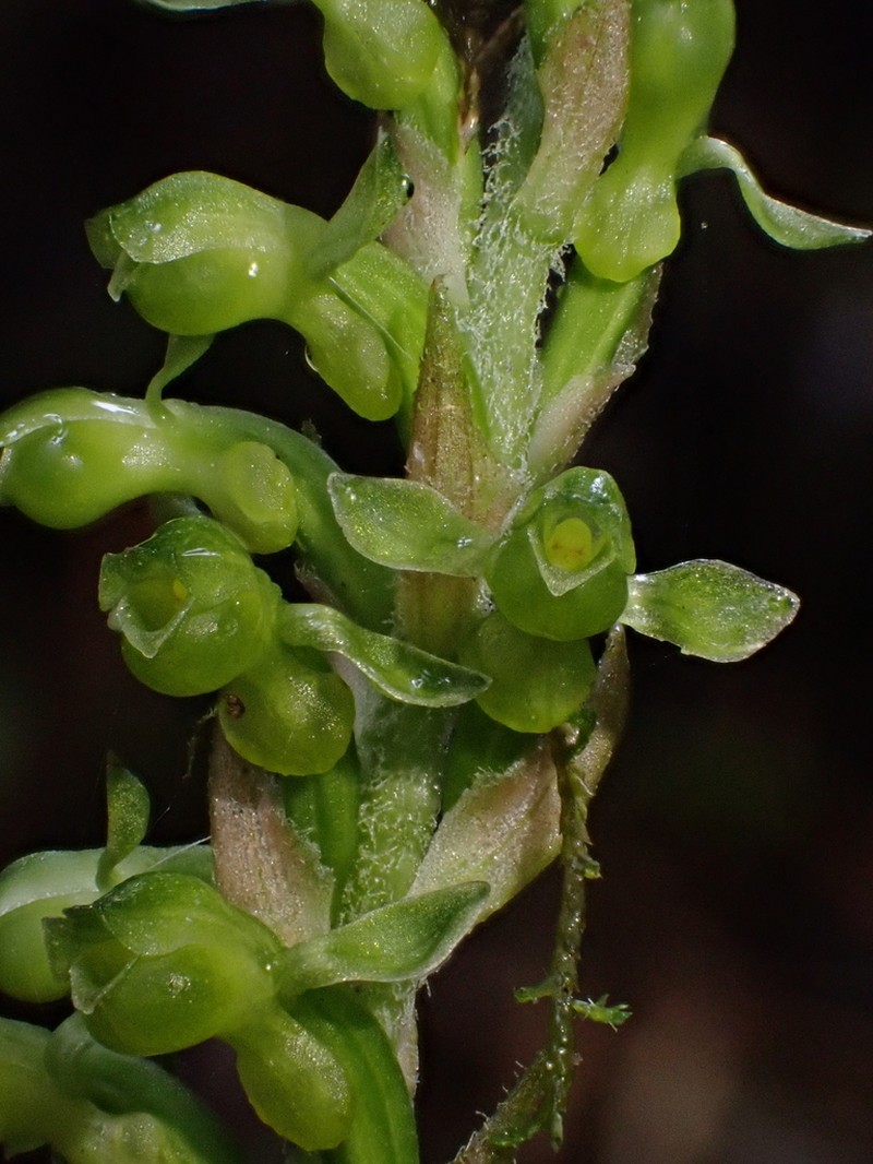 Microchilus crispifolius photo 2