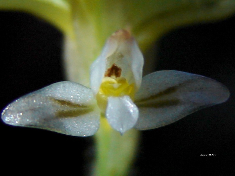 Microchilus dasilvae