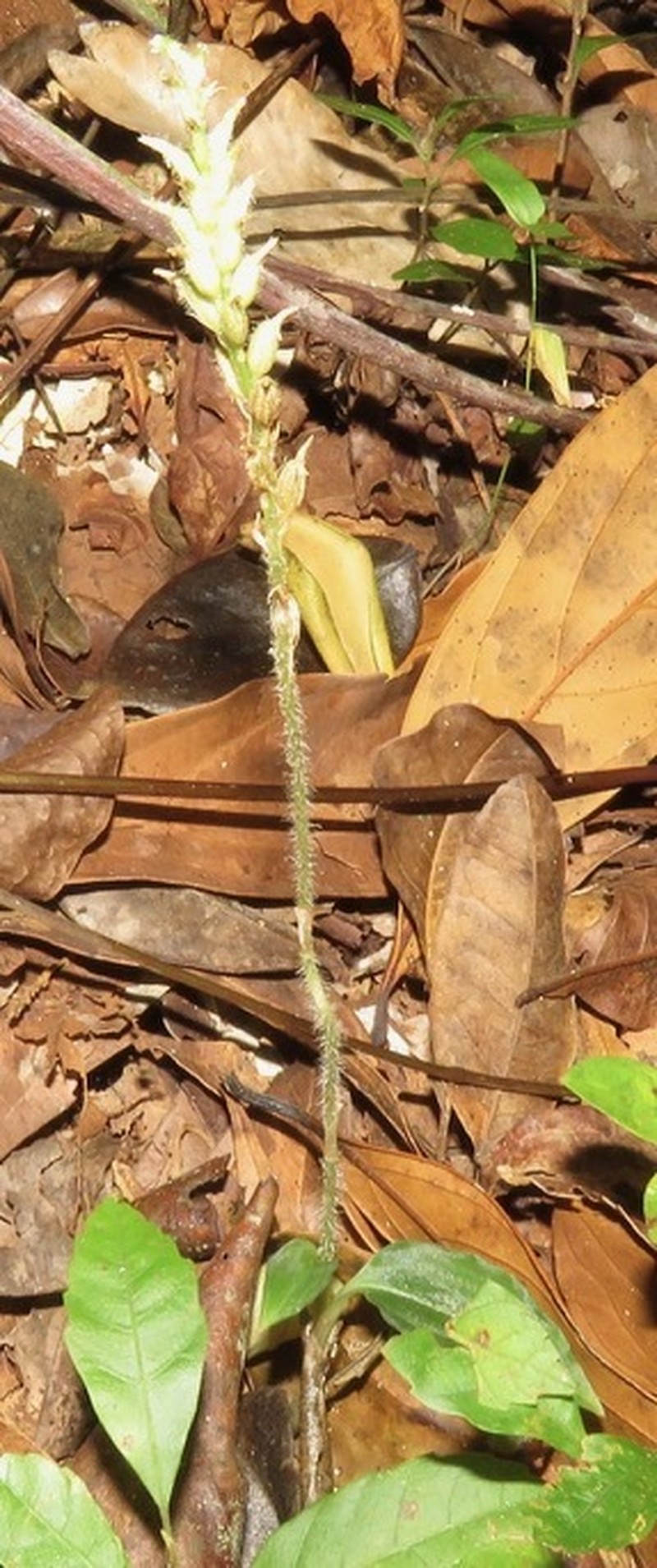 Cuban False Helmetorchid