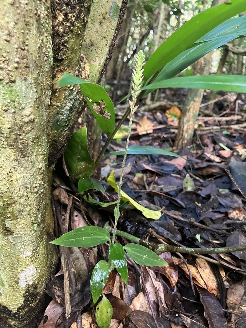 Cuban False Helmetorchid photo 3