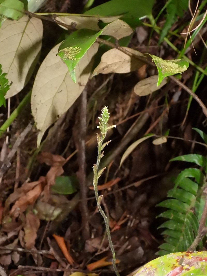 Cuban False Helmetorchid photo 7