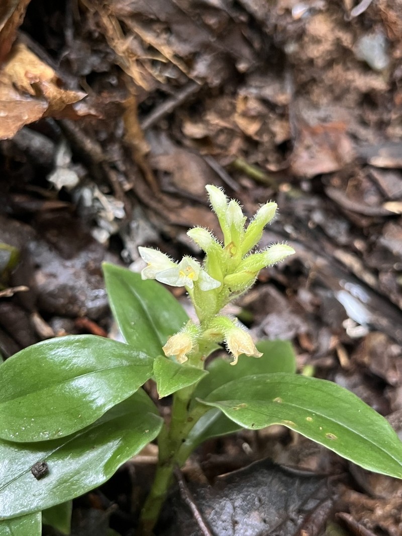 Microchilus hylibates