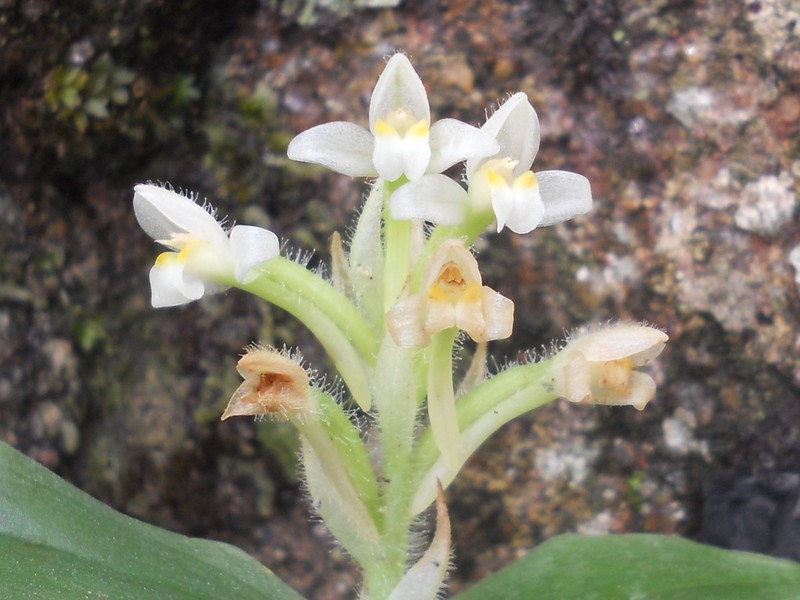 Microchilus hylibates photo 2