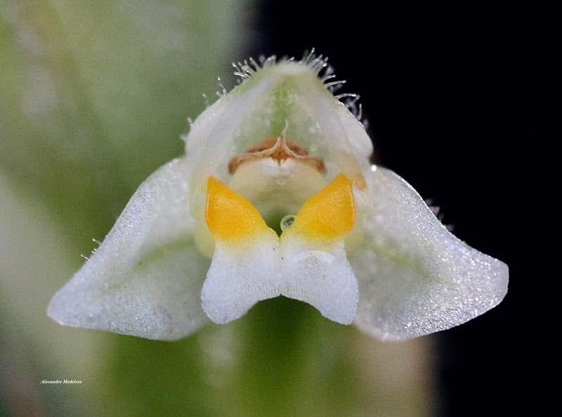 Microchilus hylibates photo 3