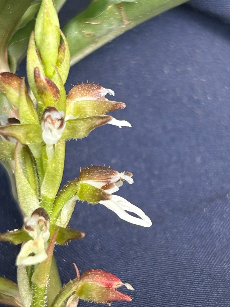 Microchilus juruenensis