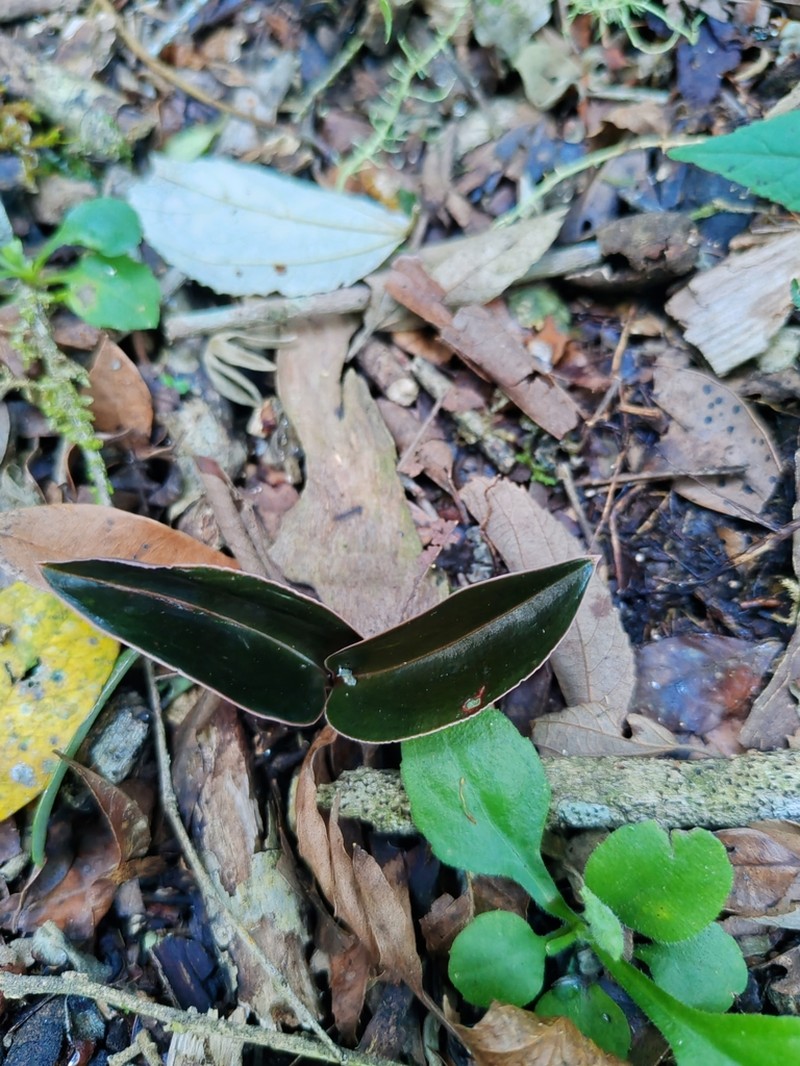 Microchilus juruenensis photo 2