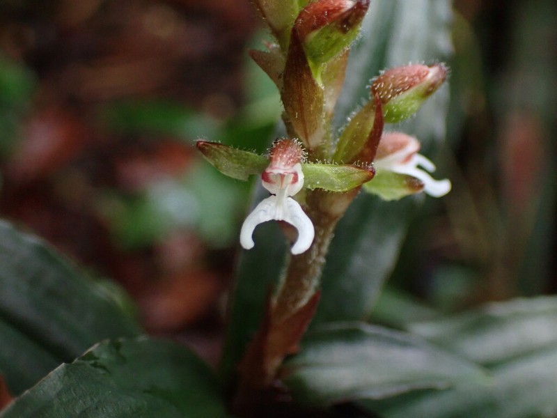 Microchilus juruenensis photo 3