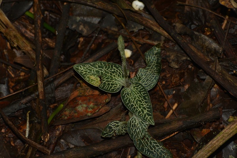 Microchilus kuczynskii
