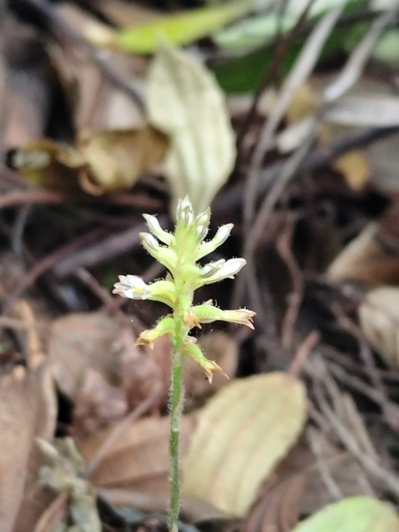 Microchilus kuczynskii photo 4