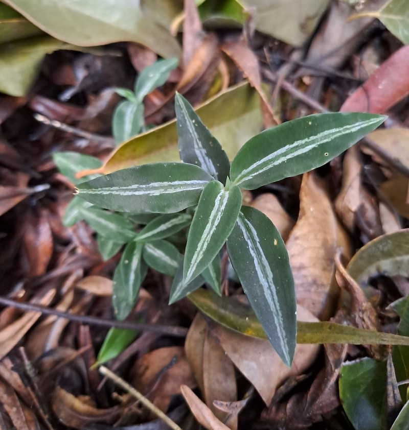 Microchilus kuczynskii photo 5
