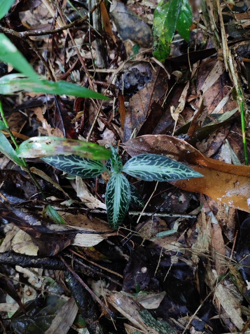 Microchilus kuczynskii photo 6