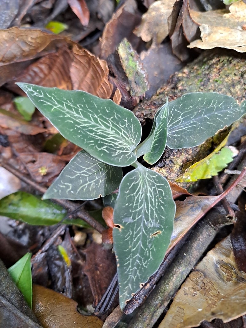 Microchilus kuczynskii photo 7