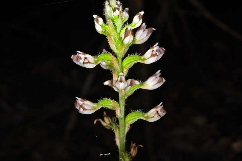 Microchilus kuczynskii photo 8