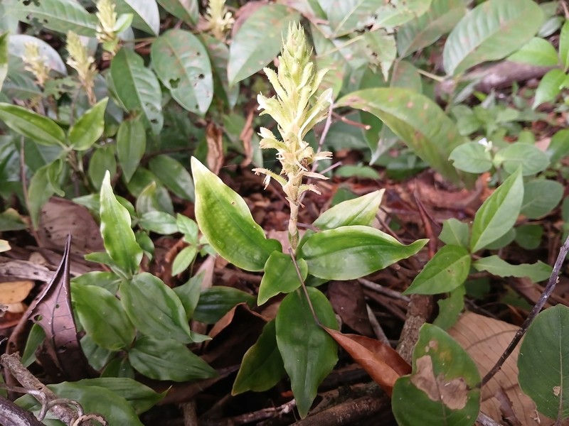 Microchilus longicornu