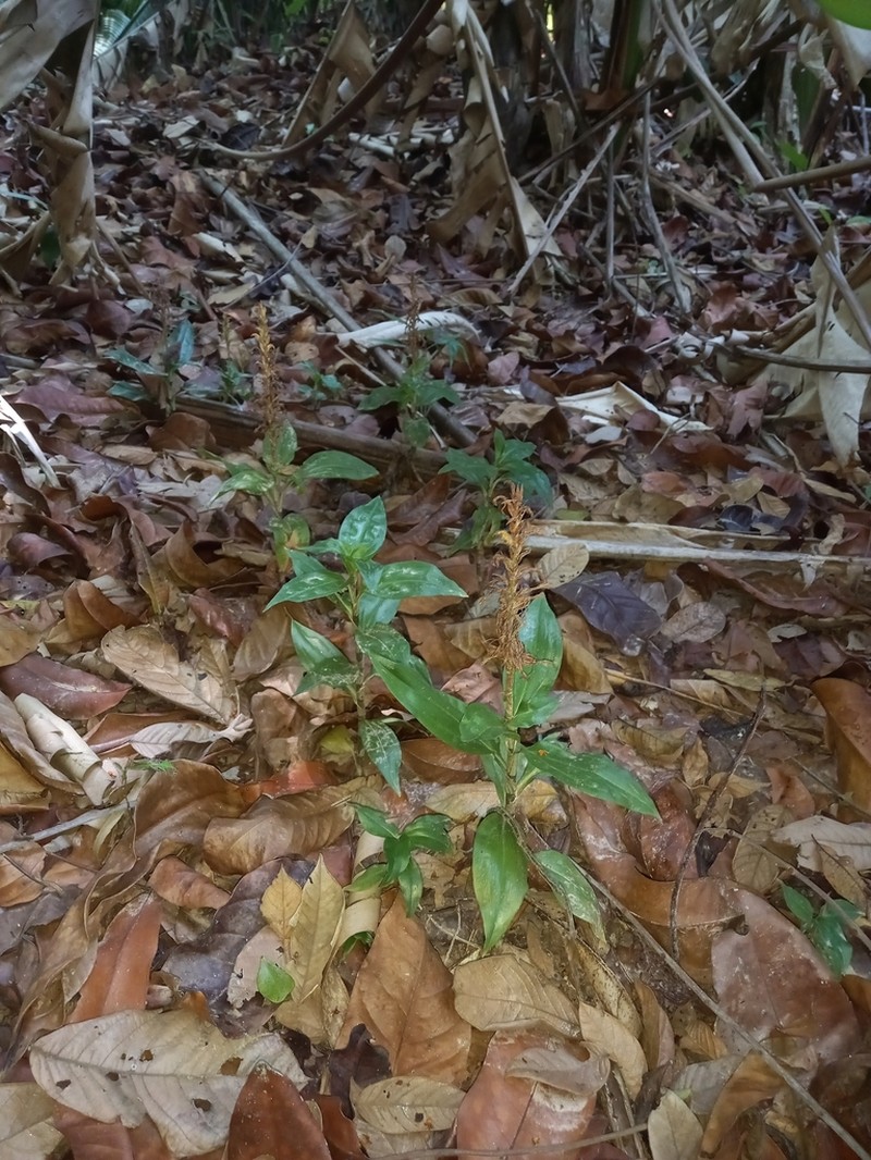 Microchilus longicornu photo 2