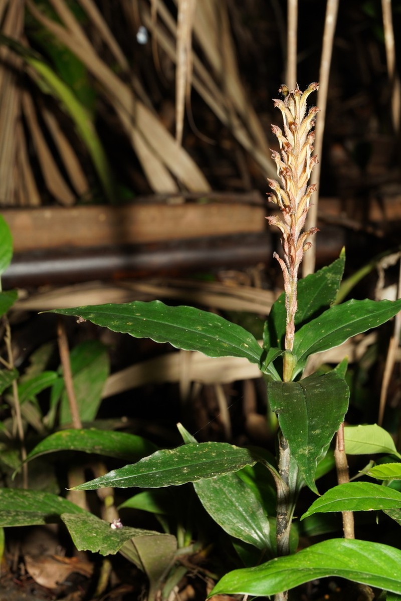 Microchilus longicornu photo 3