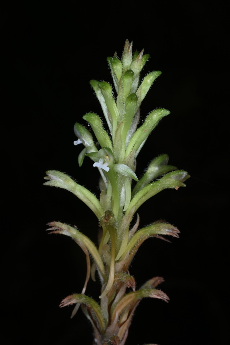 Microchilus longicornu photo 4